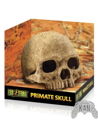 Exo Terra - Cráneo primate